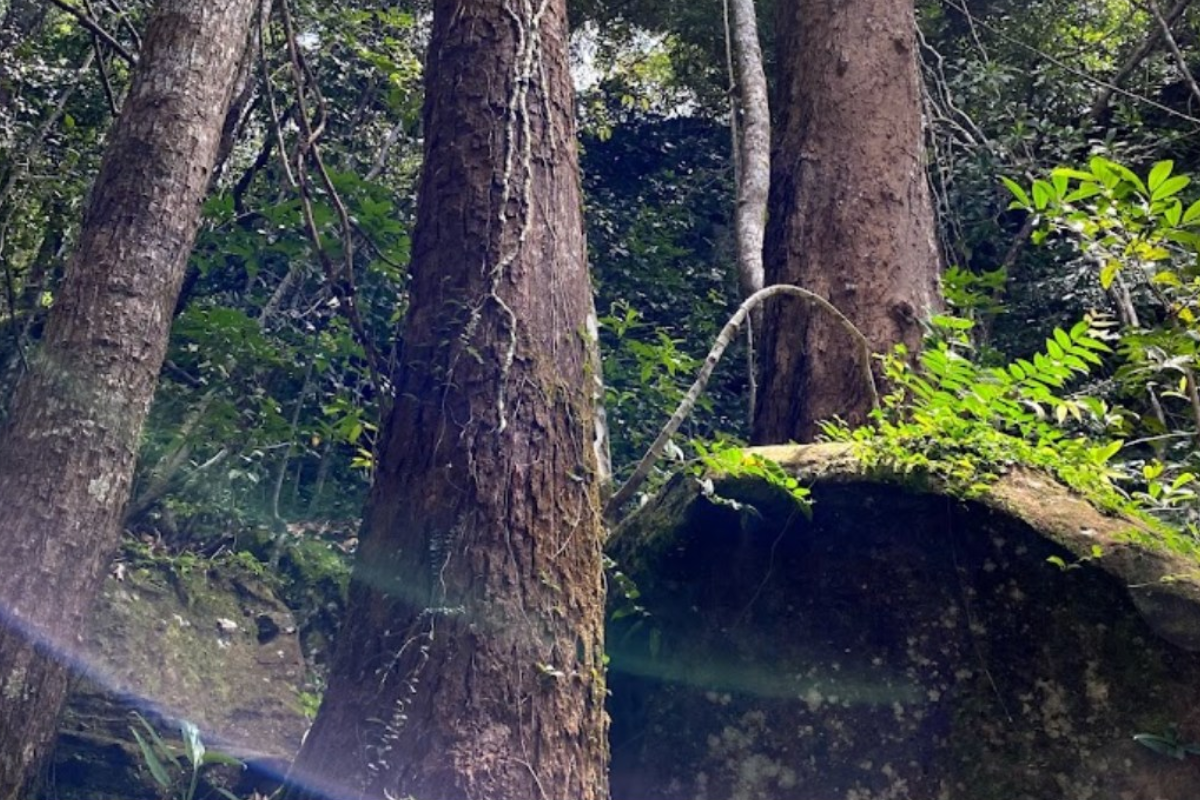 Massive banyan tree along the trail with tangled roots and hanging vines in Phu Quoc jungle